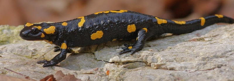 Salamandra škvrnitá - Fire Salamander