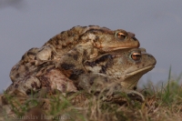 Ropucha bradavičnatá/Common Toad