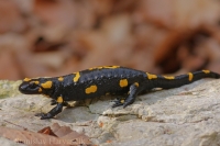 Salamandra škvrnitá/Fire Salamander