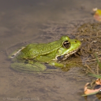 Skokan rapotavý/Mars Frog