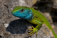 Jašterica zelená/Green Lizard