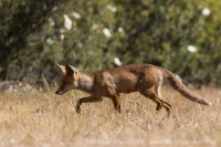 Líška hrdzavá - Vulpes vulpes - Red Fox