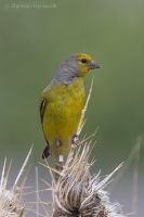 Stehlík citrónový - Citril Finch