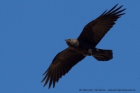 Krkavec púštny - Corvus ruficollis - Brown-necked Raven