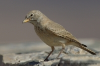 Škovránok bledý - Ammomanes deserti - Desert Lark