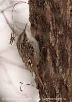 Kôrovník krátkoprstý - Certhia brachydactyla - Short-toed Treecreeper