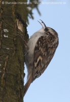Kôrovník dlhoprstý - Certhia familiaris - Treecreeper