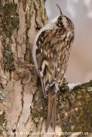 Kôrovník dlhoprstý - Certhia familiaris - Treecreeper