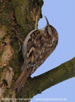 Kôrovník dlhoprstý - Certhia familiaris - Treecreeper
