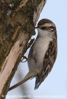 Kôrovník dlhoprstý - Certhia familiaris - Treecreeper