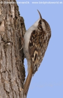 Kôrovník dlhoprstý - Certhia familiaris - Treecreeper