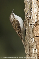 Kôrovník dlhoprstý - Certhia familiaris - Treecreeper