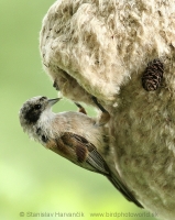Kúdelníčka lužná - Remiz pendulinus - Eurasian Penduline Tit
