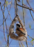Kúdelníčka lužná - Remiz pendulinus - Eurasian Penduline Tit