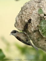 Kúdelníčka lužná - Remiz pendulinus - Eurasian Penduline Tit