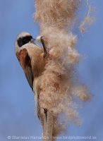 Kúdelníčka lužná - Remiz pendulinus - Eurasian Penduline Tit