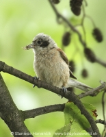 Kúdelníčka lužná - Remiz pendulinus - Eurasian Penduline Tit