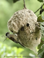 Kúdelníčka lužná - Remiz pendulinus - Eurasian Penduline Tit