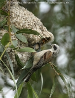 Kúdelníčka lužná - Remiz pendulinus - Eurasian Penduline Tit