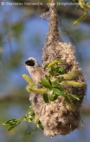 Kúdelníčka lužná - Remiz pendulinus - Eurasian Penduline Tit