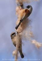 Kúdelníčka lužná - Remiz pendulinus - Eurasian Penduline Tit