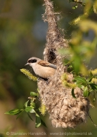 Kúdelníčka lužná - Remiz pendulinus - Eurasian Penduline Tit