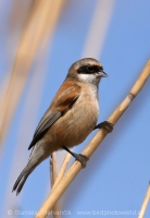 Kúdelníčka lužná - Remiz pendulinus - Eurasian Penduline Tit