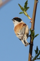 Kúdelníčka lužná - Remiz pendulinus - Eurasian Penduline Tit