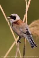 Kúdelníčka lužná - Remiz pendulinus - Eurasian Penduline Tit