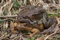 Skokan hnedý/Common Grass Frog