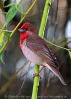 Červenák karmínový - Carpodacus erythrinus - Common Rosefinch