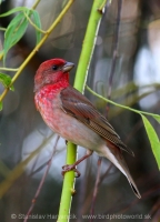Červenák karmínový - Carpodacus erythrinus - Common Rosefinch