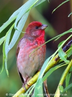 Červenák karmínový - Carpodacus erythrinus - Common Rosefinch