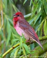 Červenák karmínový - Carpodacus erythrinus - Common Rosefinch