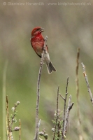 Červenák karmínový - Carpodacus erythrinus - Common Rosefinch
