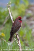 Červenák karmínový - Carpodacus erythrinus - Common Rosefinch