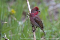 Červenák karmínový - Carpodacus erythrinus - Common Rosefinch