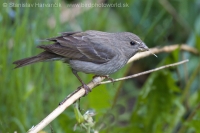 Červenák karmínový - Carpodacus erythrinus - Common Rosefinch