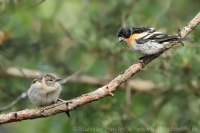 Pinka severská - Fringilla montifringilla - Brambling