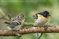 Pinka severská - Fringilla montifringilla - Brambling