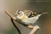 Pinka severská - Fringilla montifringilla - Brambling