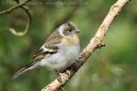 Pinka severská - Fringilla montifringilla - Brambling
