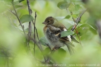 Pinka severská - Fringilla montifringilla - Brambling