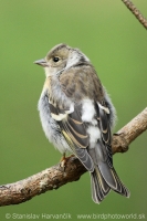 Pinka severská - Fringilla montifringilla - Brambling