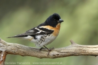 Pinka severská - Fringilla montifringilla - Brambling