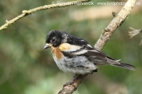 Pinka severská - Fringilla montifringilla - Brambling