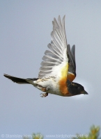 Pinka severská - Fringilla montifringilla - Brambling
