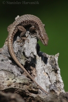 Jašterica múrová/Common Wall Lizard
