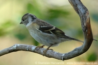 Pinka severská - Fringilla montifringilla - Brambling