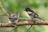 Pinka severská - Fringilla montifringilla - Brambling